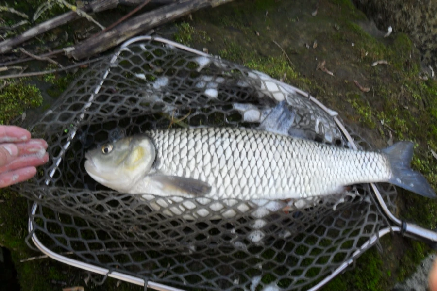 Pêche chevesnes sur le cher a Vierzon Gros silure dans l'épuisette
tage-peche-mouche-seche-a-vierzon-sur-le-cher