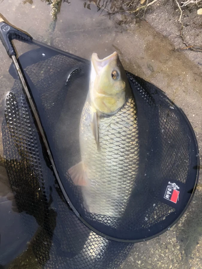 Gros silure dans l'épuisette Pêche chevesnes sur le cher a Vierzon
tage-peche-mouche-seche-a-vierzon-sur-le-cher